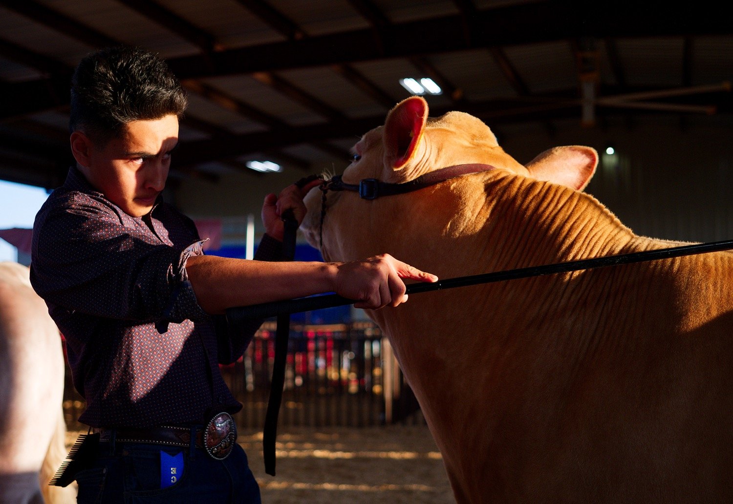 Alexis Villeda of Mineola shows his reserve grand champion steer last Thursday. [see many more show moments]